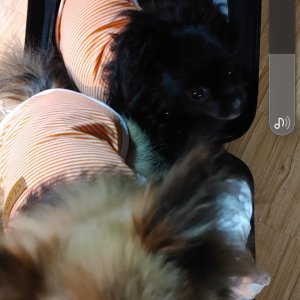 강아지를 찾습니다 포메라니언 인천광역시 서구