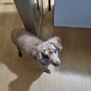 강아지를 찾습니다 푸들/미디엄푸들 경상남도 사천시