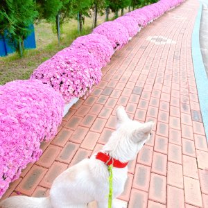 강아지를 찾습니다 믹스견 전라북도 전주시 완산구