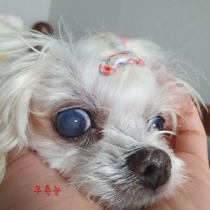 강아지를 찾습니다 말티즈 대구광역시 달성군