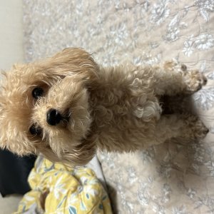 강아지를 찾습니다 믹스견 인천광역시 남동구