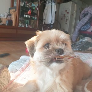 강아지를 찾습니다 말티즈 경상남도 창원시 마산합포구
