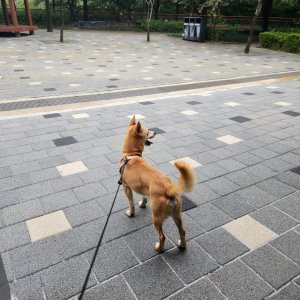 강아지를 찾습니다 믹스견 서울특별시 중랑구