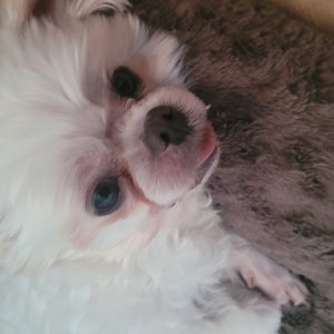 강아지를 찾습니다 말티즈 제주특별자치도 제주시