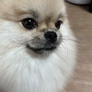 강아지를 찾습니다 포메라니언 제주특별자치도 서귀포시