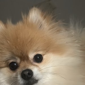 강아지를 찾습니다 포메라니언 울산광역시 남구