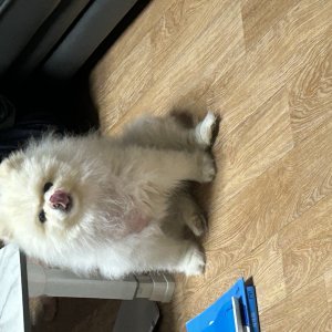 강아지를 찾습니다 포메라니언 경상북도 문경시