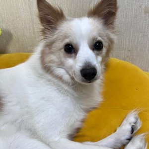 강아지를 찾습니다 기타견종 경기도 수원시 팔달구