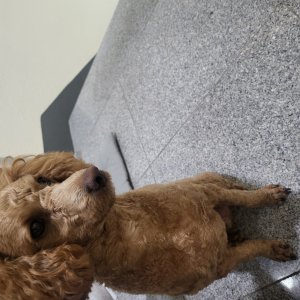 강아지 주인을 찾습니다 푸들/미디엄푸들 전라북도 부안군