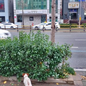 강아지 주인을 찾습니다 기타견종 울산광역시 남구