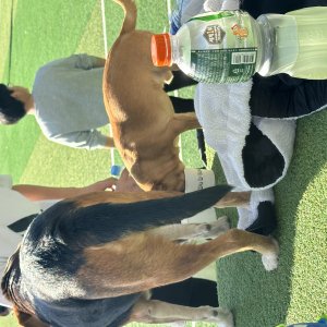 강아지 주인을 찾습니다 치와와 서울특별시 성북구