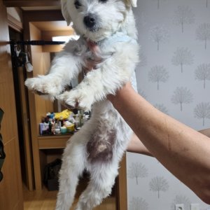 강아지 주인을 찾습니다 믹스견 경기도 평택시