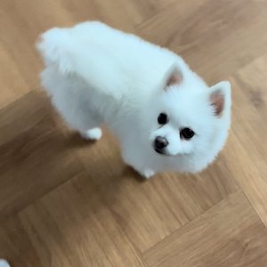 강아지를 찾습니다 믹스견 경상남도 창원시 마산합포구