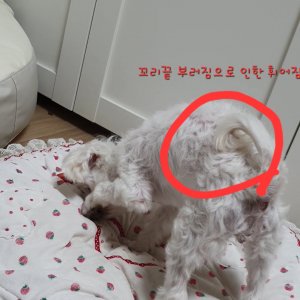 강아지를 찾습니다 말티즈 대구광역시 달성군