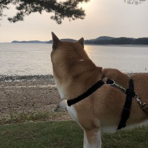 강아지를 찾습니다 시바 충청남도 서산시