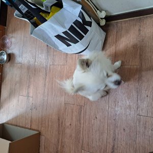 강아지 주인을 찾습니다 기타견종 충청북도 청주시 서원구