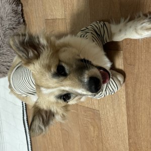 강아지를 찾습니다 믹스견 경상북도 포항시 북구