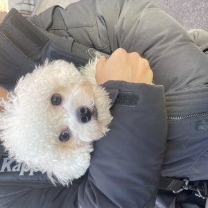 강아지 주인을 찾습니다 비숑프리제 경기도 수원시 권선구