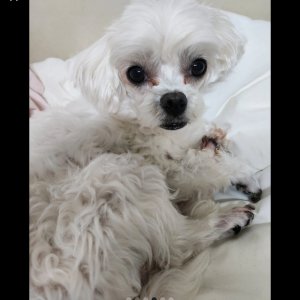 강아지를 찾습니다 말티즈 전라남도 해남군