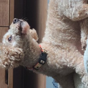 강아지를 찾습니다 푸들/미디엄푸들 서울특별시 은평구