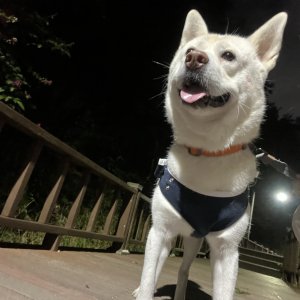 강아지를 찾습니다 진돗개 전라남도 담양군