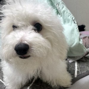 강아지를 찾습니다 비숑프리제 경기도 광주시