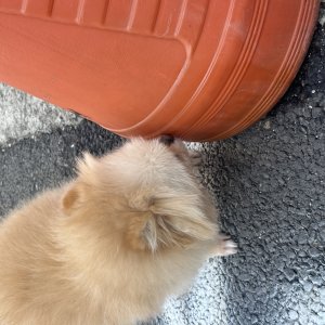 강아지 주인을 찾습니다 포메라니언 서울특별시 관악구