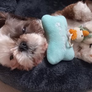 강아지를 찾습니다 시츄 인천광역시 남동구