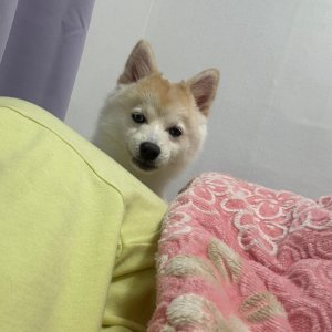 강아지를 찾습니다 믹스견 서울특별시 중랑구