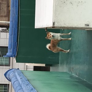 강아지를 찾습니다 시바 전라북도 군산시