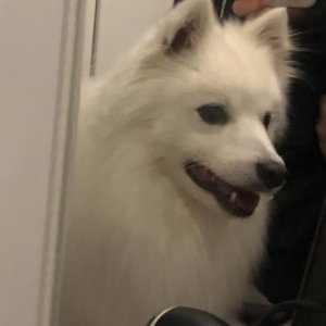 강아지를 찾습니다 기타견종 울산광역시 남구