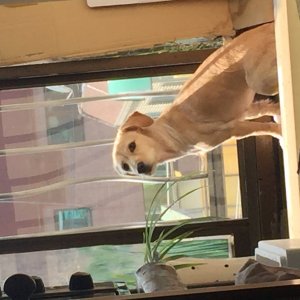 강아지를 찾습니다 믹스견 경상북도 문경시