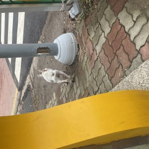 강아지 주인을 찾습니다 프랜치불독 전라남도 함평군