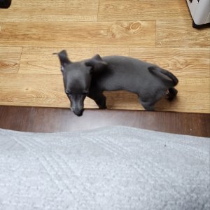 강아지를 찾습니다 그레이하운드/이탈리언그레이하운드 광주광역시 북구