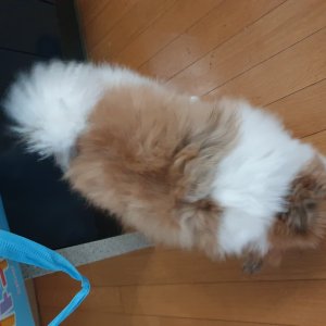 강아지 주인을 찾습니다 믹스견 충청남도 천안시 서북구