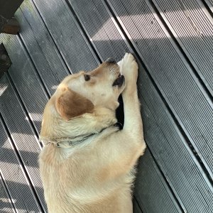 강아지를 찾습니다 래브라도리트리버 충청북도 영동군