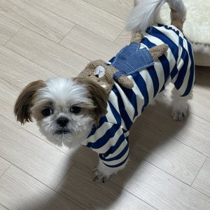 강아지를 찾습니다 시츄 강원도 양양군