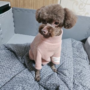 강아지를 찾습니다 푸들/미디엄푸들 경기도 안성시