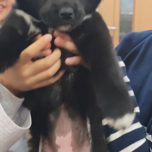 강아지를 찾습니다 믹스견 경상북도 의성군