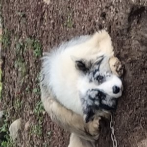 강아지를 찾습니다 보더콜리 경상남도 함양군