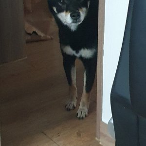 강아지를 찾습니다 시바 대전광역시 유성구