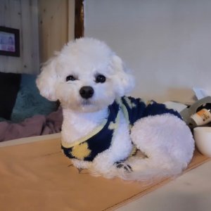 강아지를 찾습니다 비숑프리제 충청남도 공주시