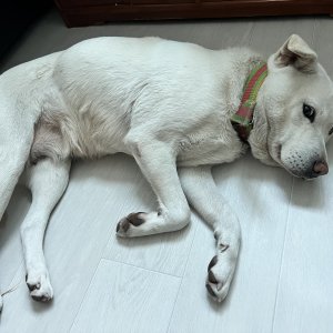 강아지를 찾습니다 믹스견 경기도 수원시 팔달구