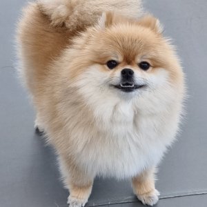 강아지를 찾습니다 포메라니언 경상북도 문경시