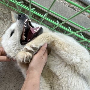 강아지를 찾습니다 아키타 충청북도 청주시 청원구