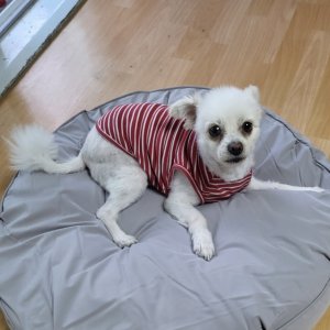 강아지를 찾습니다 포메라니언 울산광역시 남구
