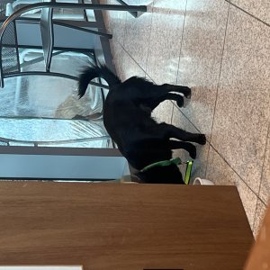 강아지 주인을 찾습니다 기타견종 경상남도 사천시
