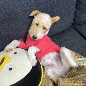 강아지를 찾습니다 폭스테리어/와이어폭스테리어 경기도 양평군