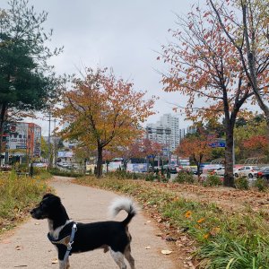 강아지를 찾습니다 믹스견 대구광역시 북구