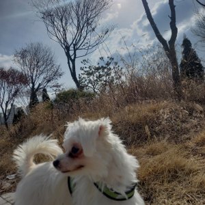 강아지를 찾습니다 말티즈 광주광역시 서구